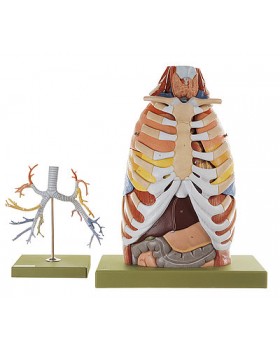 Toraks Anatomisi Modeli