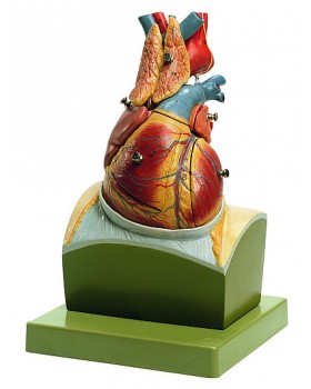 Diyafram Kaideli Kalp Modeli