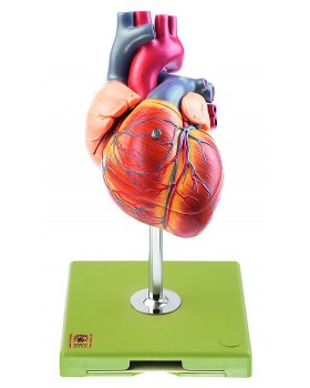 İletim Sistemli Kalp Modeli