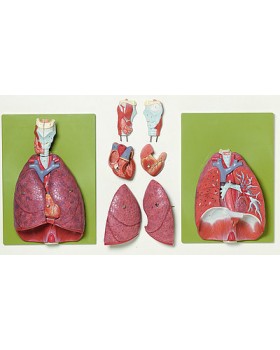 Kalp, Larinks ve Diyaframlı Akciğer Modeli