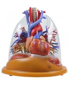 Kalp ve Akciğer Tablo Modeli