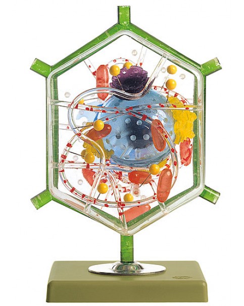 Karaciğer Hücresi Modeli