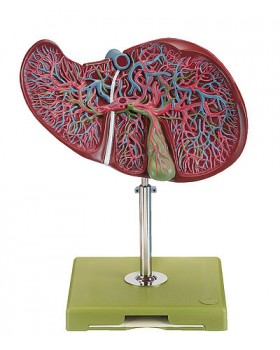 Karaciğer ve Safra Kesesi Modeli