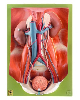 Üriner Organ Modeli