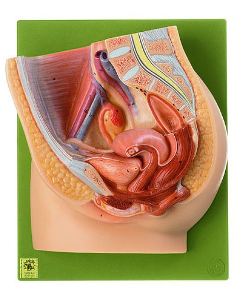 Kadın Pelvis Median Kesiti