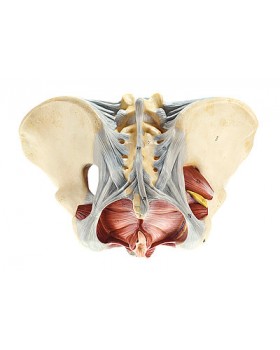 Kadın Pelvik Taban Modeli