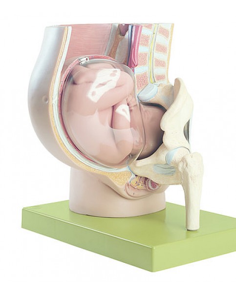 Dokuz Aylık Hamilede Uteruslu Pelvis Modeli