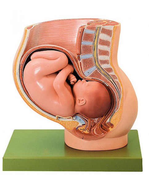 Dokuz Aylık Hamilede Uteruslu Pelvis Modeli