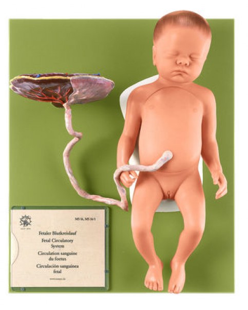 Kadın Fetus Modeli