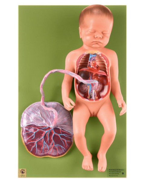 Fetal Dolaşım Sistem Modeli