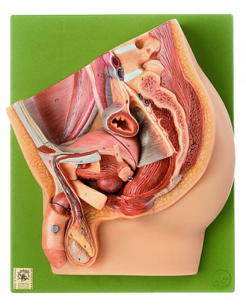 Erkek Pelvis Median Kesiti