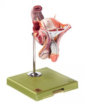 Erkek Genital Organları Modeli