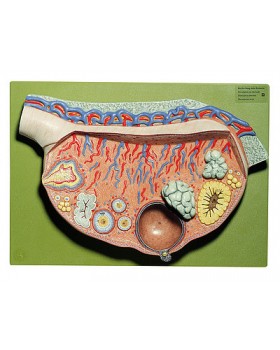 Ovaryum Modeli