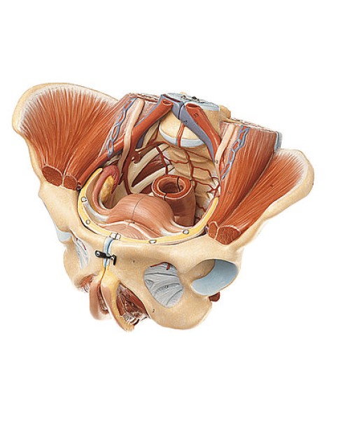 Kadın Pelvis Modeli