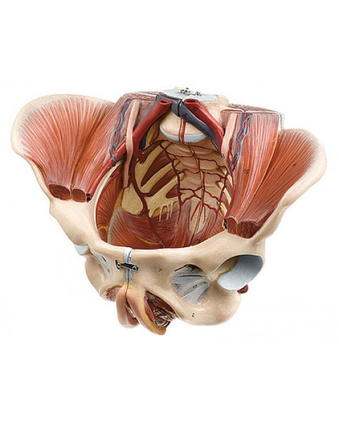 Kadın Pelvis Modeli