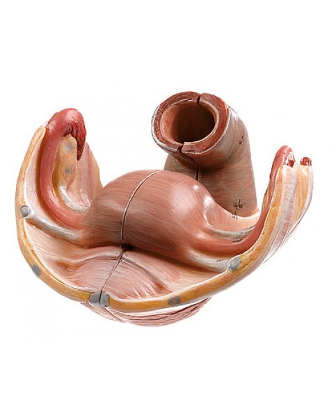 Kadın Genital Organ Modeli