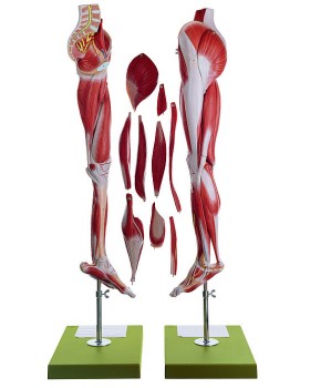 Pelvis Tabanı ile Bacak Kasları Modeli