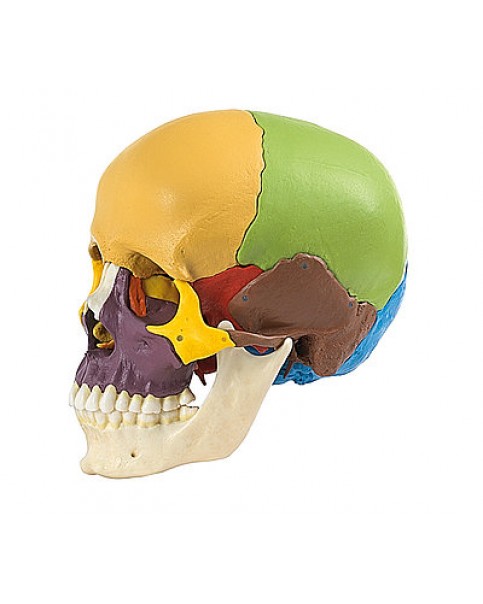 Renkli Kafatası Modeli, 14 Parçalı