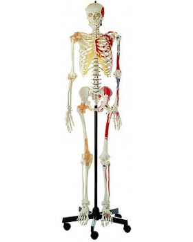 Kaslı ve Ligamentli İskelet Modeli, Erkek