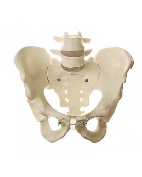 Erkek Pelvis Modeli