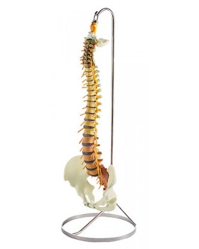 Pelvis ve Spinal Sinirli Omurga Modeli