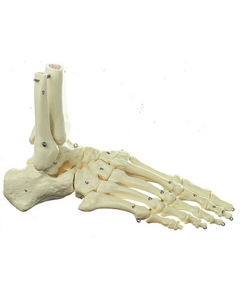 Ayak İskeleti