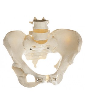 Kadın Pelvis Modeli