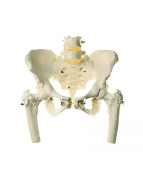 Kadın Pelvis Modeli