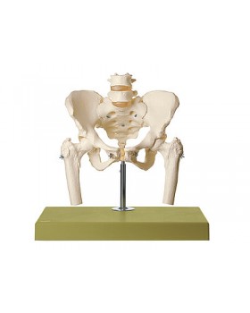 Kadın Pelvis Modeli