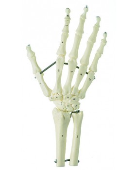 Ön Kol İle Birlikte El İskeleti Modeli (Esnek Montaj)