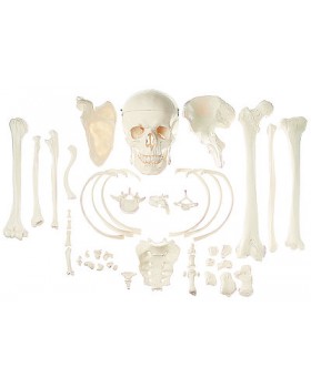 İnsan Kemikleri Koleksiyonu