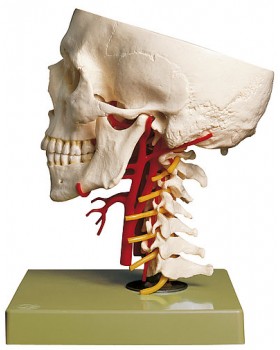 Arter İle Kafatasının Taban Modeli