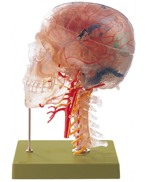 Nöroanatomi Baş Modeli