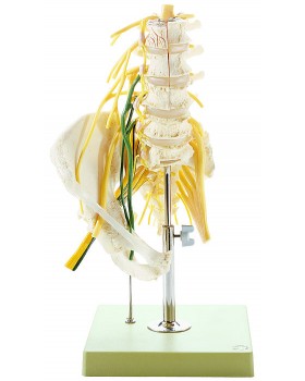Spinal Sinirli Bel Omurları Modeli