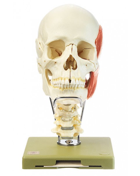 Servikal Vertebral Kolon, Hyoid Kemik ve Mastikasyon Kasları ile Kafatası Modeli, 18 Parçalı