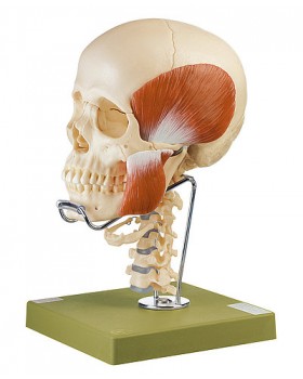 Servikal Vertebral Kolon, Hyoid Kemik ve Mastikasyon Kasları ile Kafatası Modeli, 14 Parçalı
