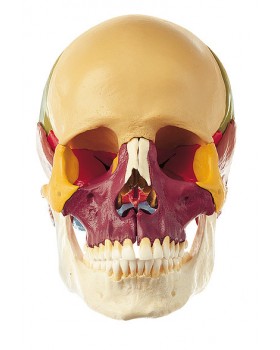 Renkli Kafatası Modeli, 18 Parçalı
