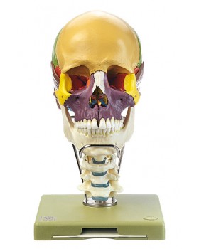Servikal Vertebra Kolonlu ve Dil Kemikli Renkli Kafatası Modeli, 18 Parçalı