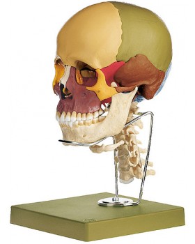 Servikal Vertebra Kolonlu ve Dil Kemikli Renkli Kafatası Modeli, 14 Parçalı