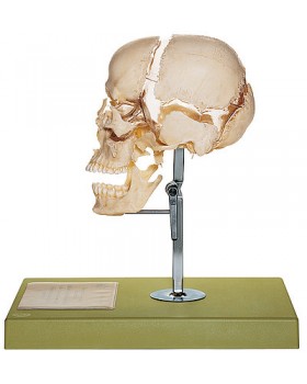 Yetişkin Kafatası Kemikleri Modeli