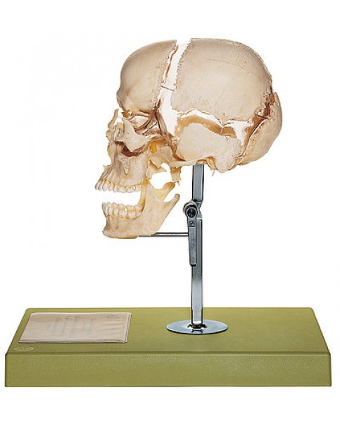 Yetişkin Kafatası Kemikleri Modeli