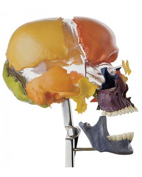 Yetişkin Renkli Kafatası Kemikleri Modeli
